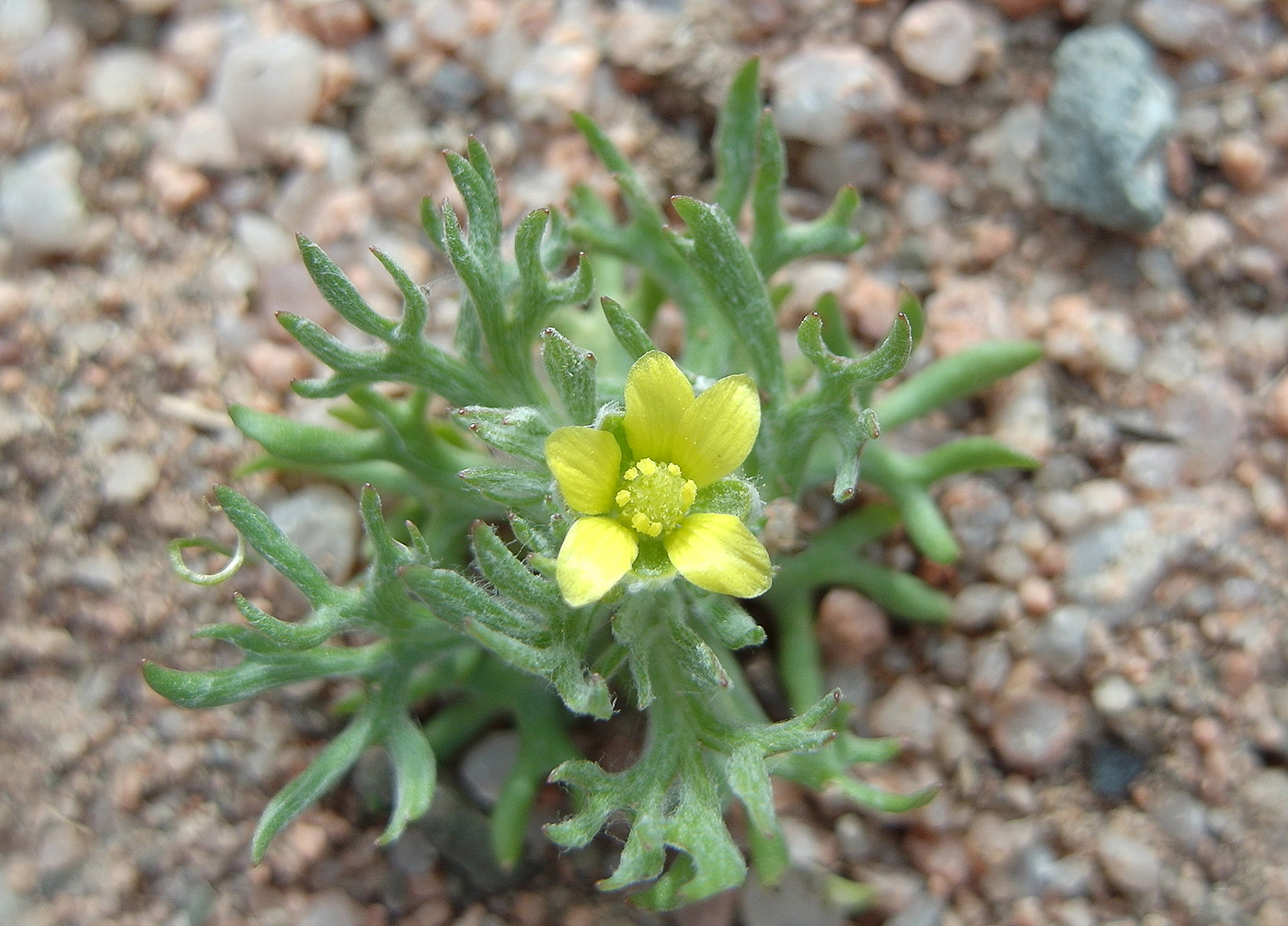 Image of Ceratocephala orthoceras specimen.