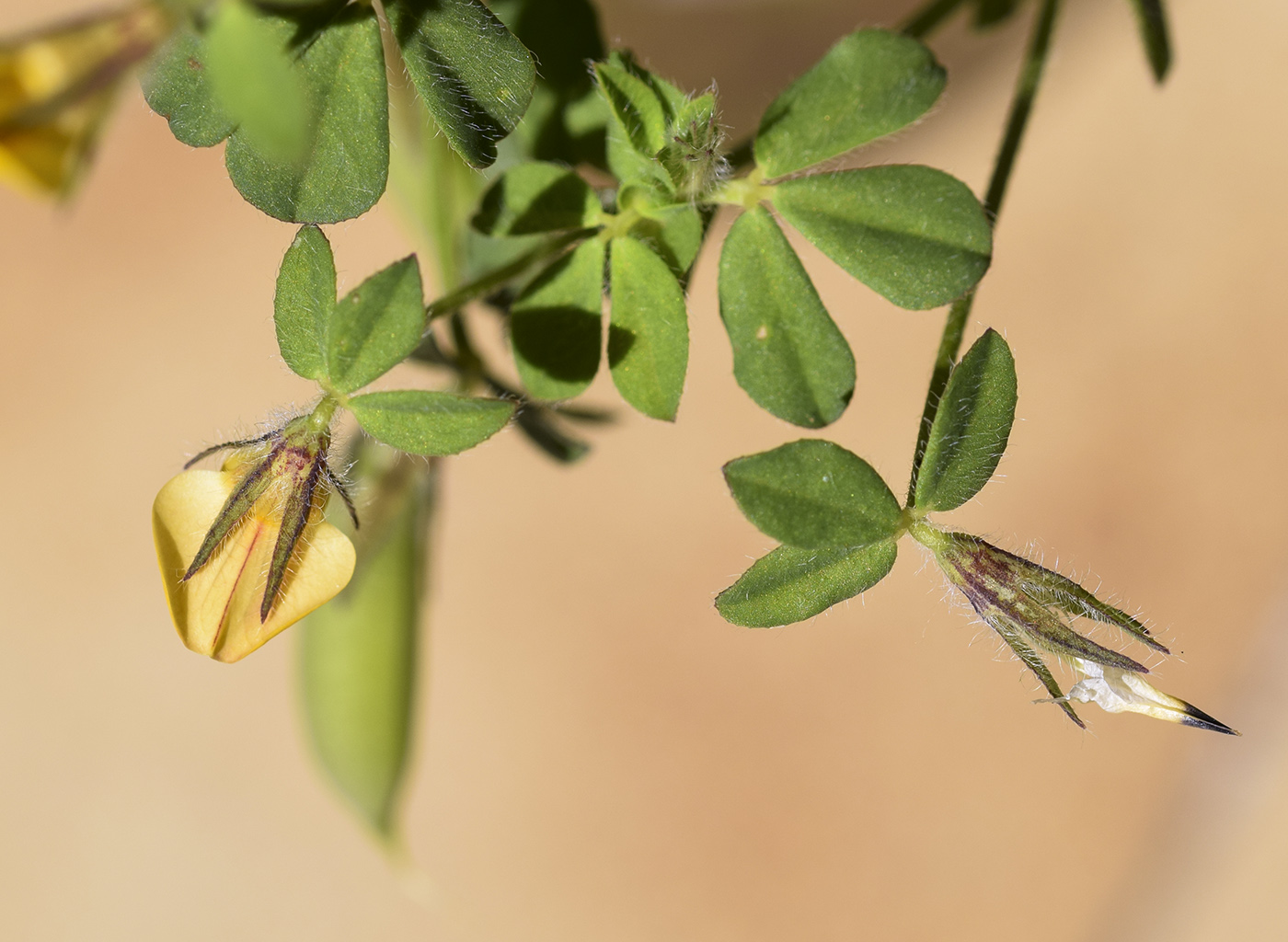 Image of Lotus edulis specimen.