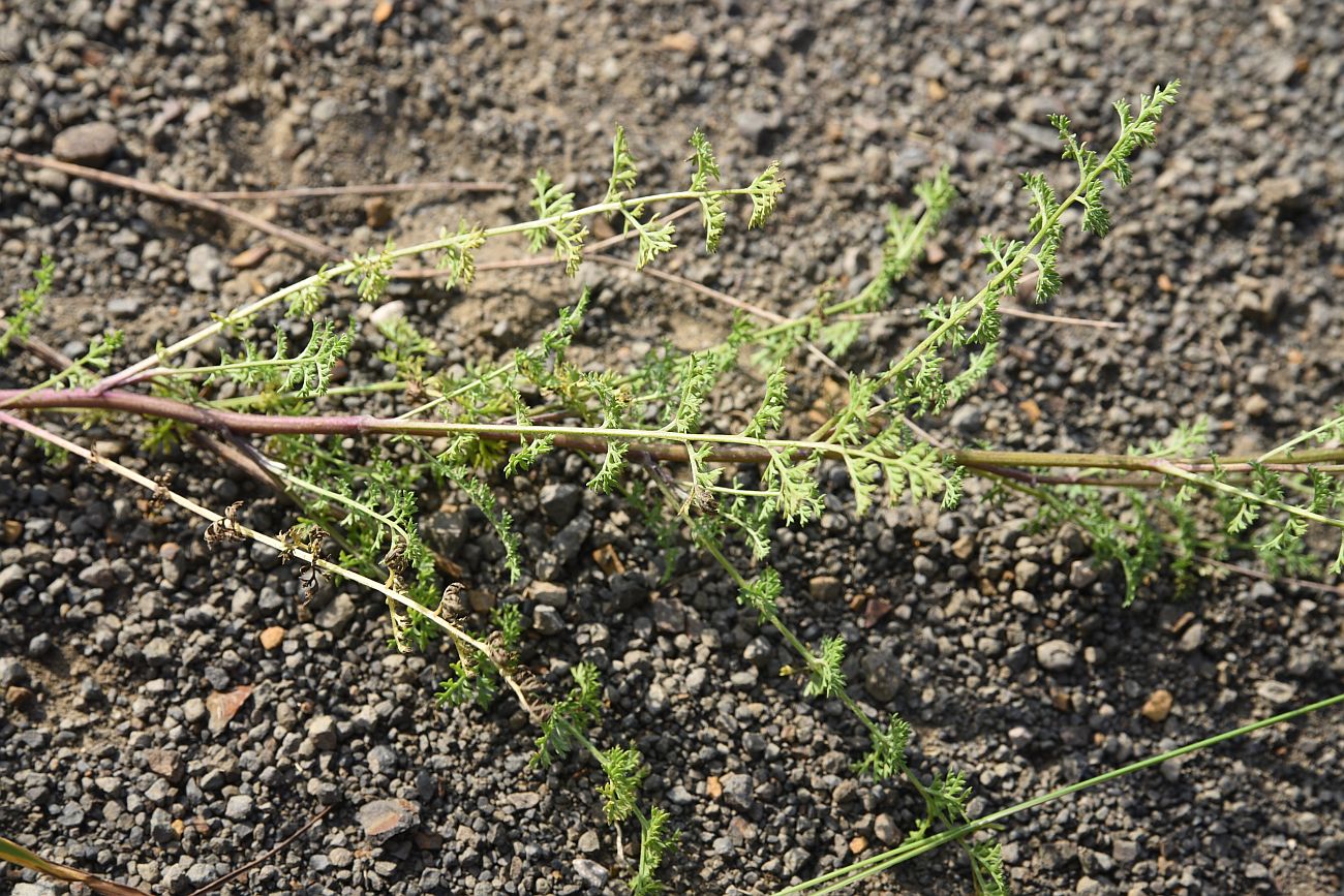 Image of Pyrethrum leptophyllum specimen.