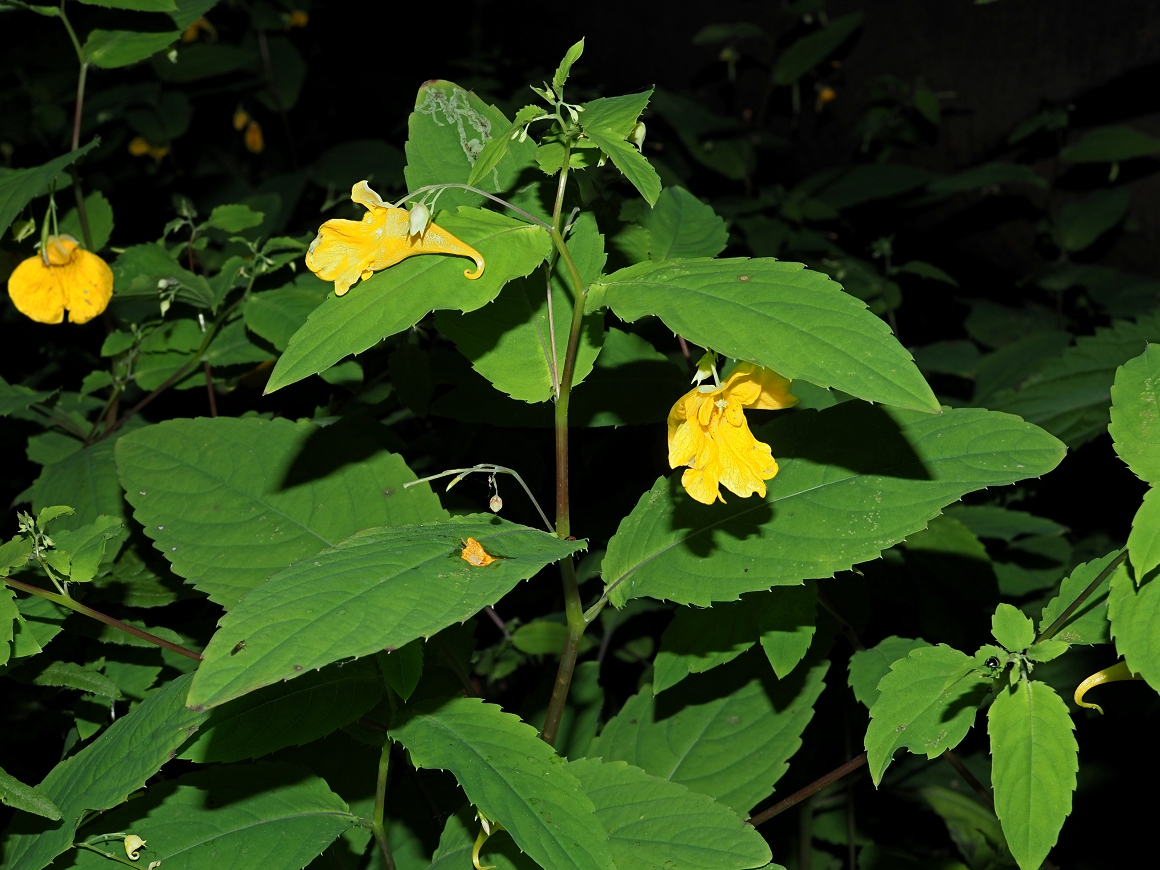 Image of Impatiens noli-tangere specimen.