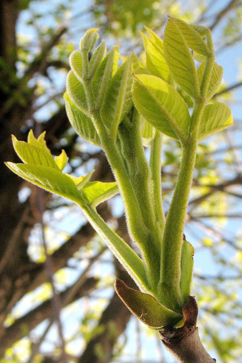 Image of Fraxinus pennsylvanica specimen.