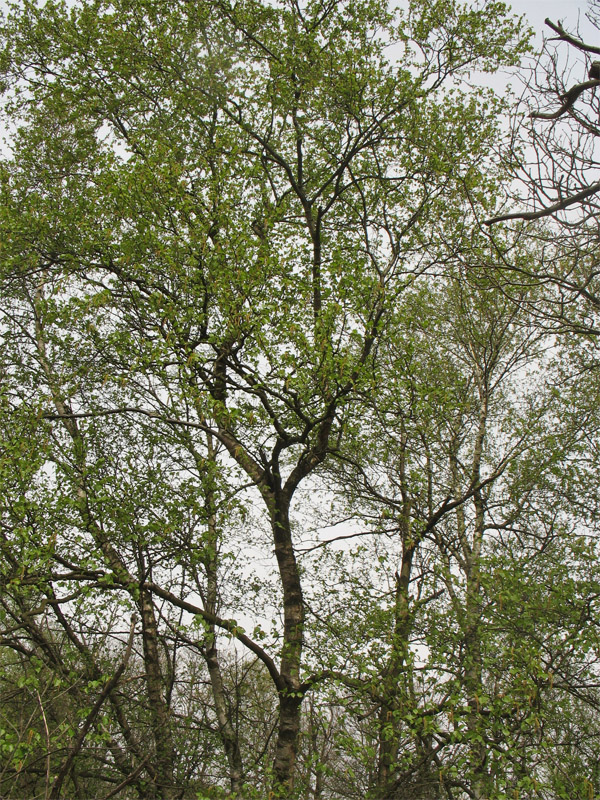 Image of Betula pubescens specimen.