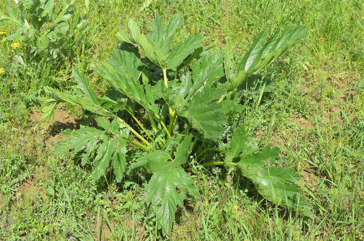 Image of Phlomoides lehmanniana specimen.