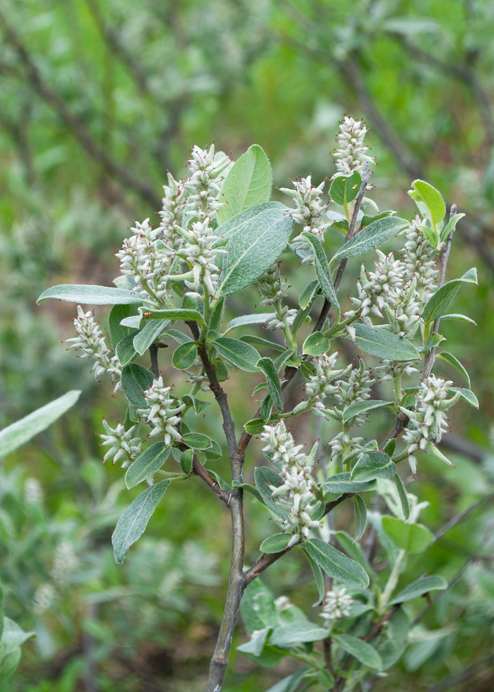 Image of Salix glauca specimen.