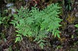 Osmunda japonica. Вегетирующее растение. Китай, провинция Гуанси, рисовые террасы Лунцзи, каменисто-глинистый участок склона. 29.05.2024.