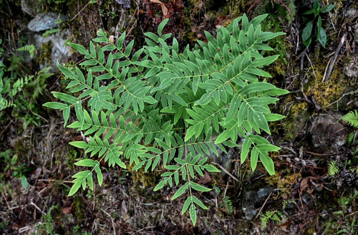 Image of Osmunda japonica specimen.