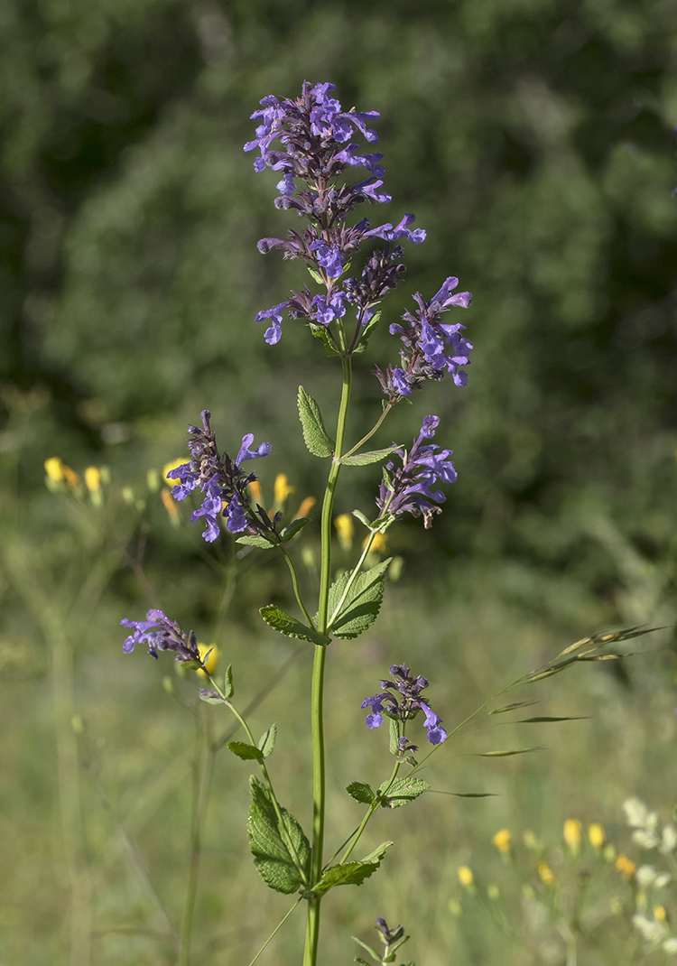 Image of Nepeta grandiflora specimen.