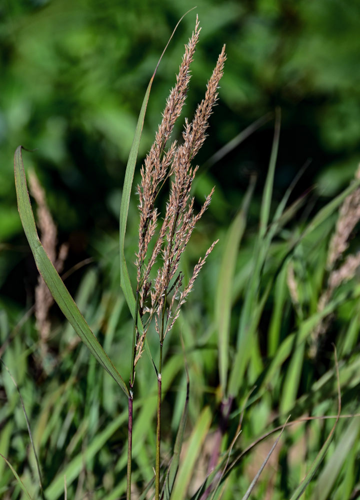 Изображение особи семейство Poaceae.