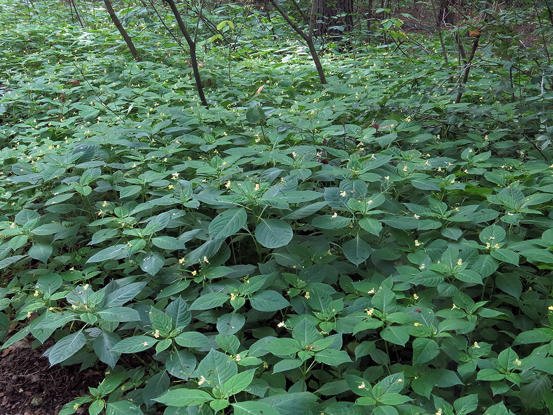 Image of Impatiens parviflora specimen.