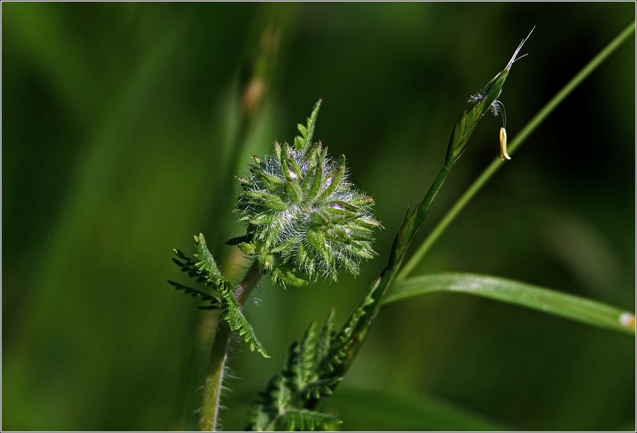 Image of Phacelia tanacetifolia specimen.