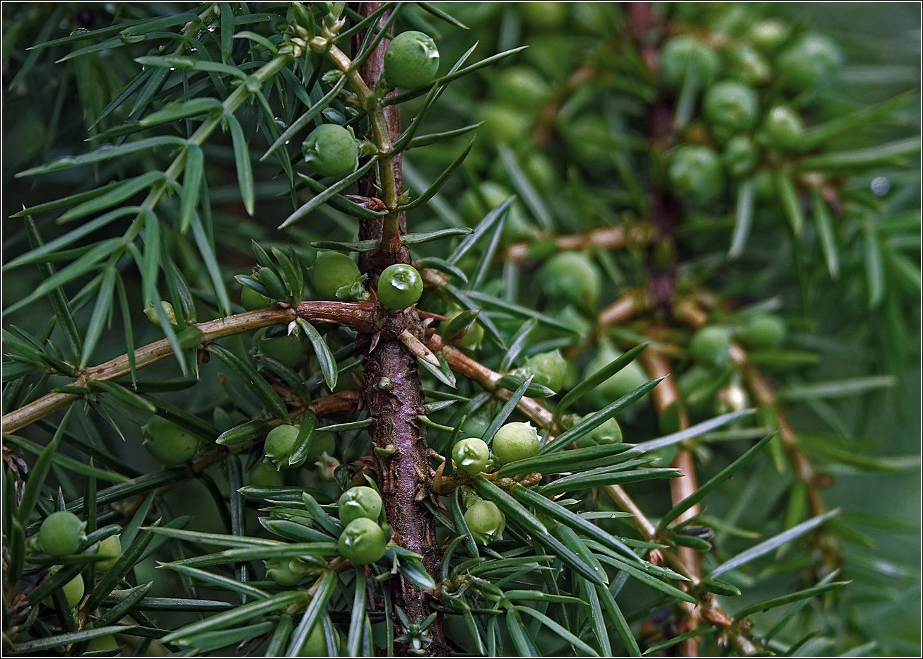 Изображение особи Juniperus communis.