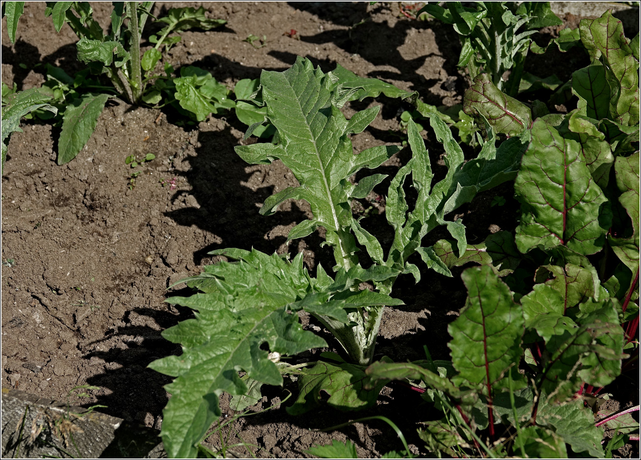 Изображение особи Cynara scolymus.