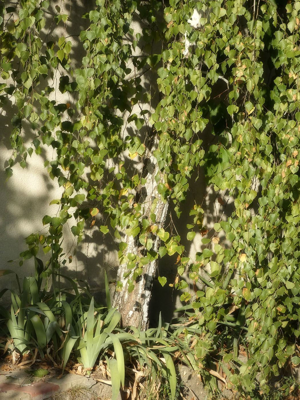 Image of Betula pendula specimen.