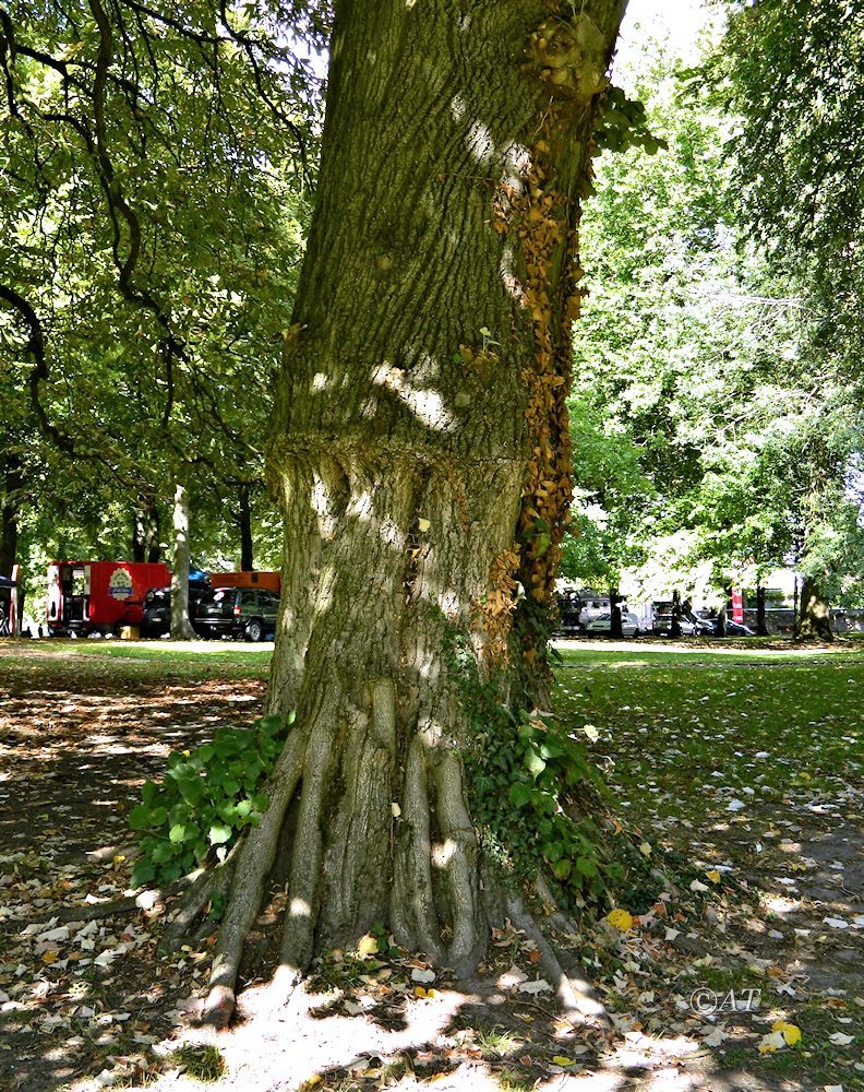 Image of genus Tilia specimen.