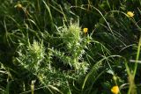 Cirsium obvallatum