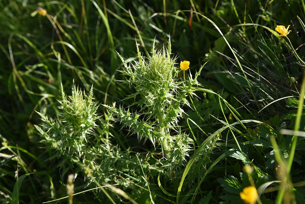 Изображение особи Cirsium obvallatum.