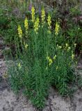 Linaria vulgaris. Цветущие растения. Московская обл., окр. г. Железнодорожный, долина р. Чёрная, залежь, у дороги. 26.08.2024.