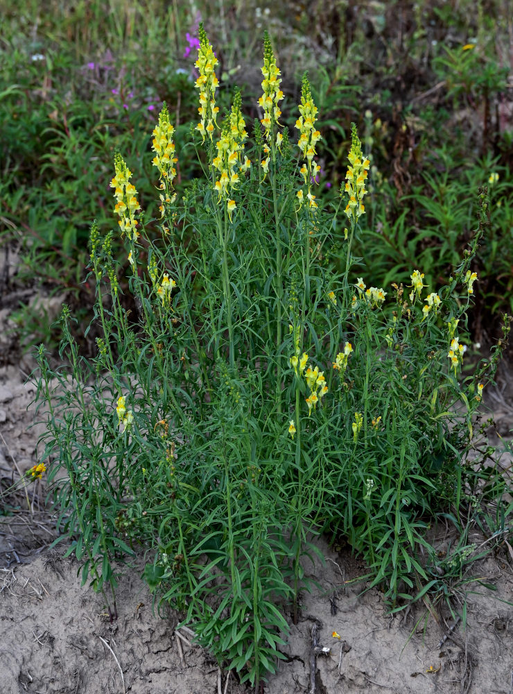 Image of Linaria vulgaris specimen.