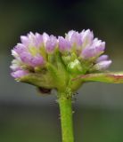 familia Polygonaceae. Соцветие. Вьетнам, провинция Ламдонг, г. Далат, сад \"Flower Village\", сорное среди Lavandula dentata. 29.07.2024.