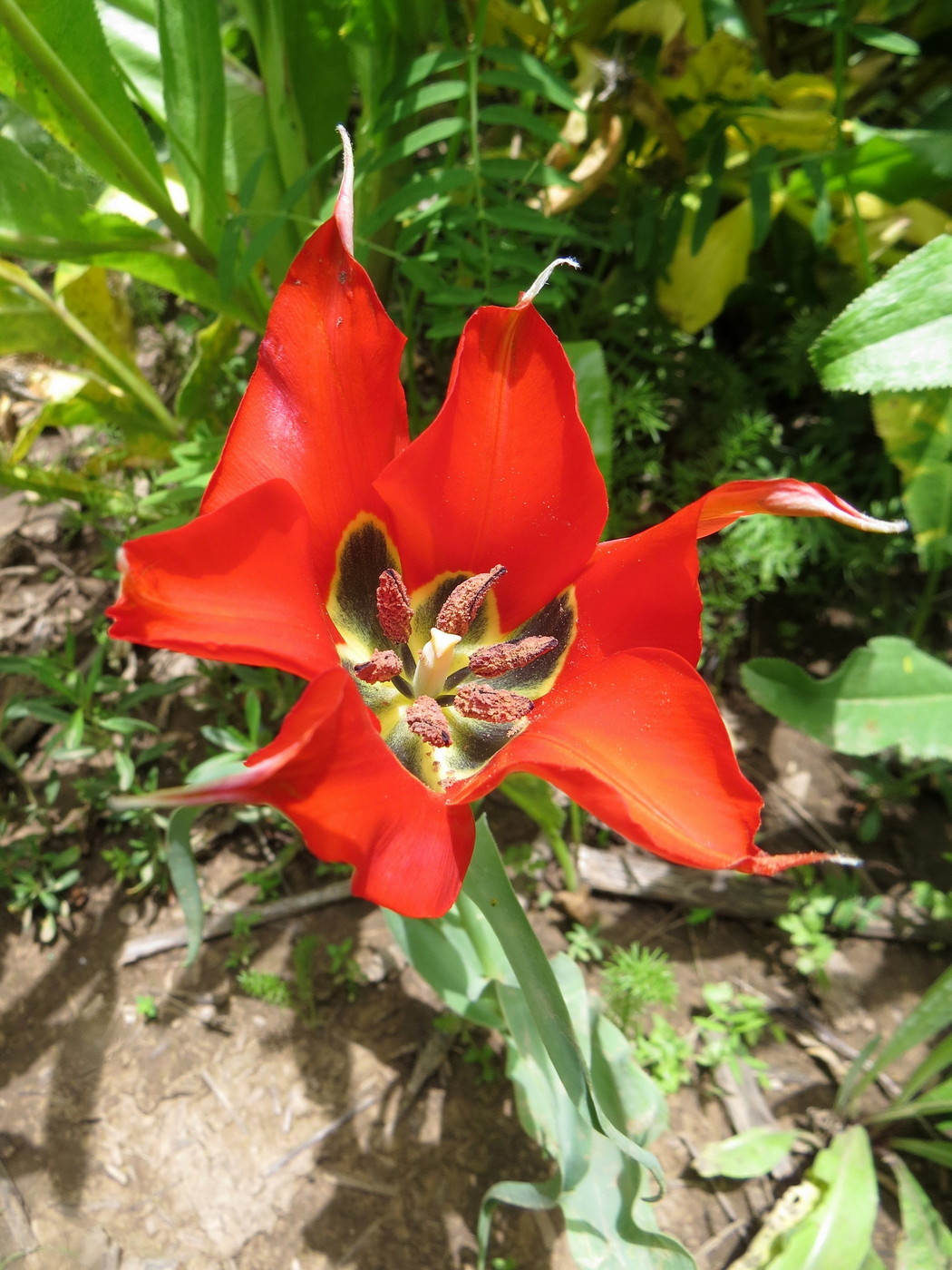 Image of Tulipa subquinquefolia specimen.