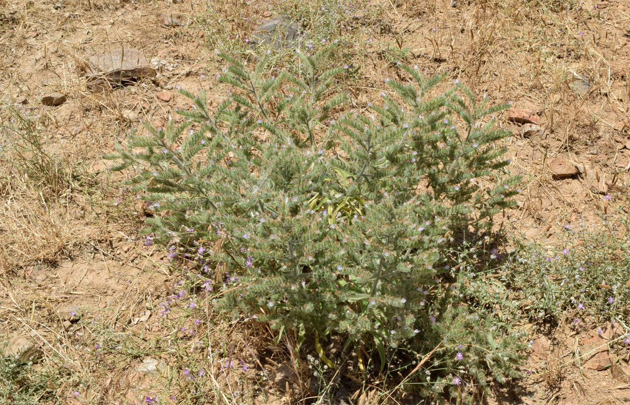 Image of Echium biebersteinii specimen.