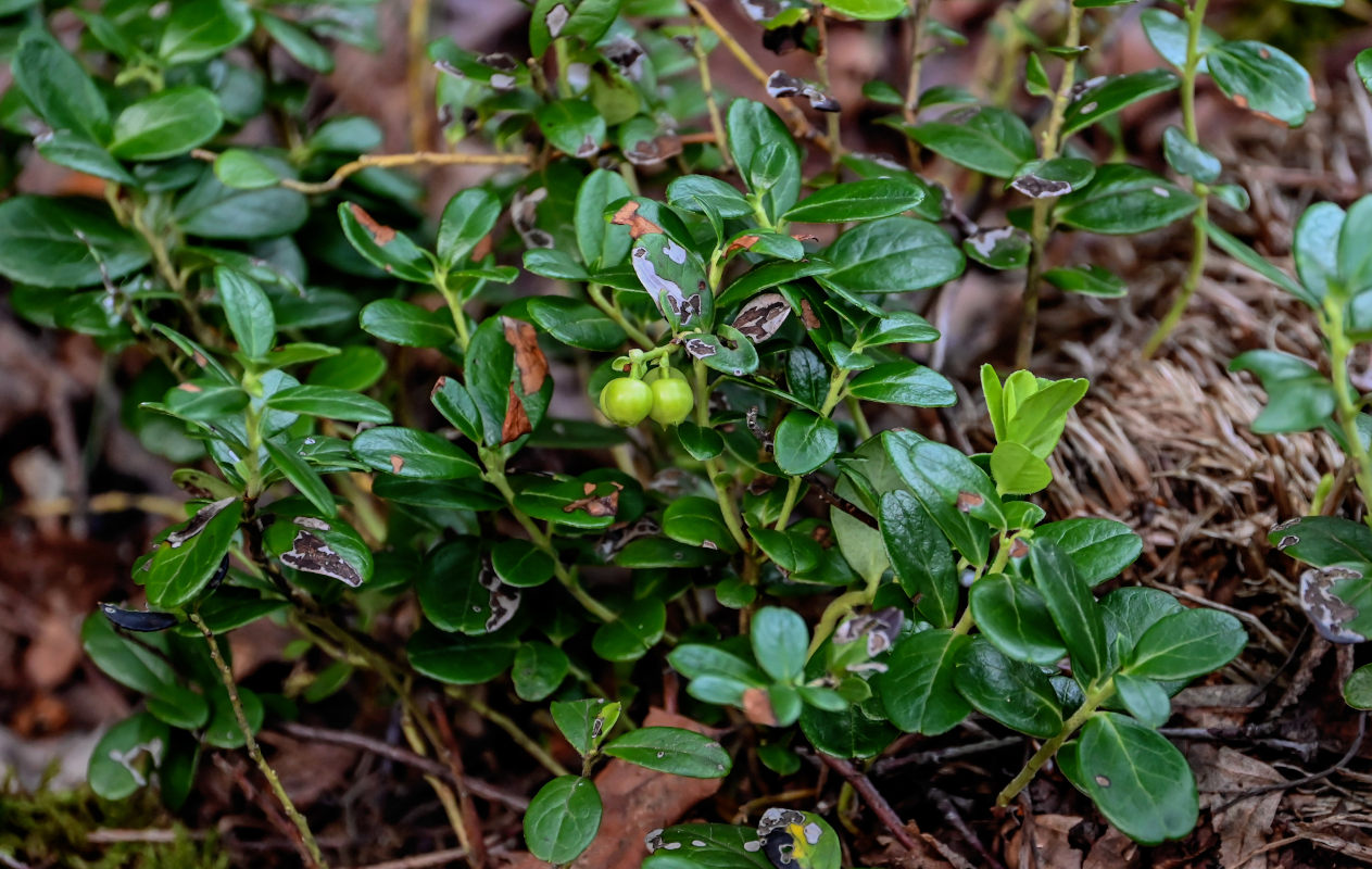 Изображение особи Vaccinium vitis-idaea.