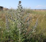 Echium biebersteinii