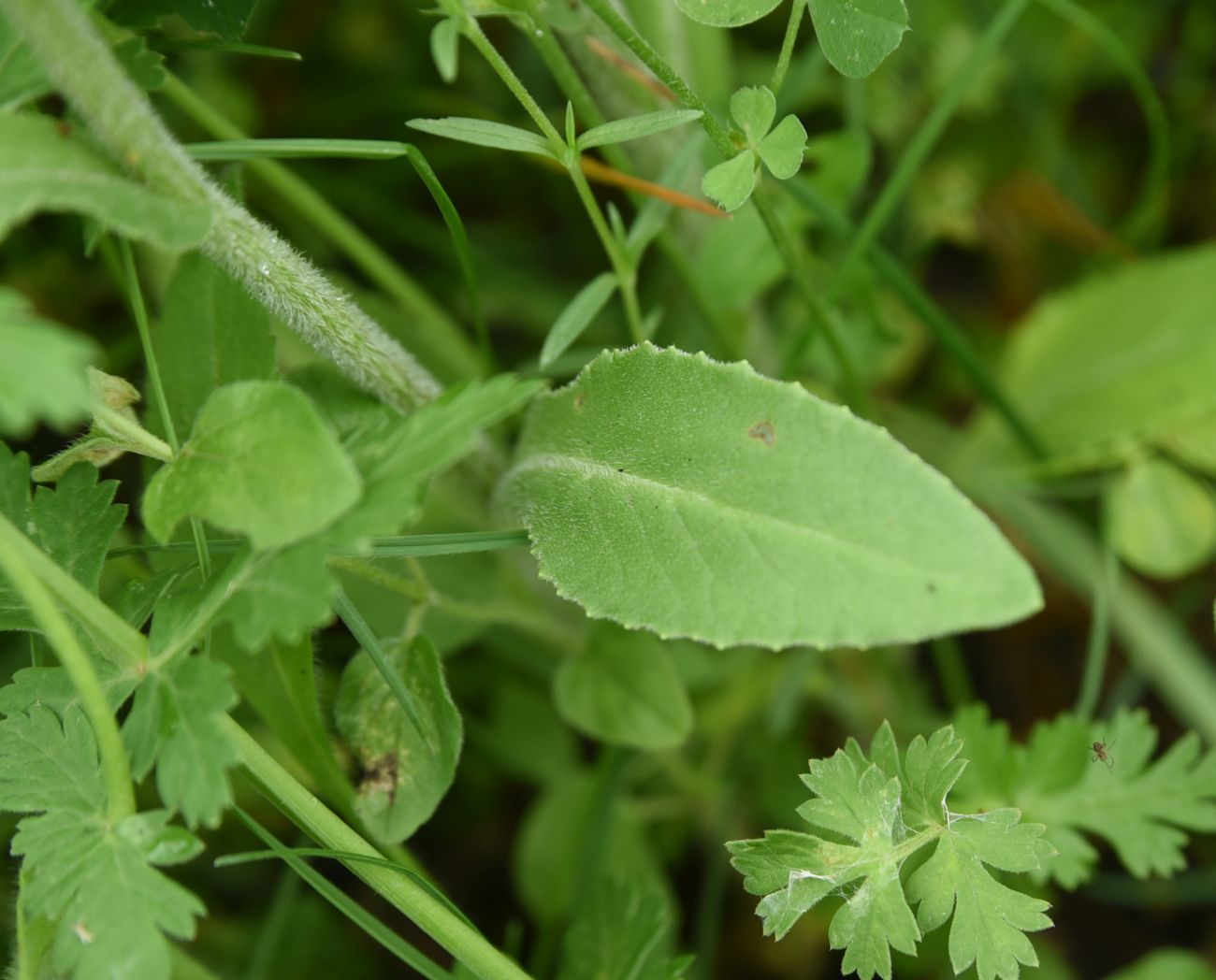 Изображение особи Tephroseris subfloccosa.