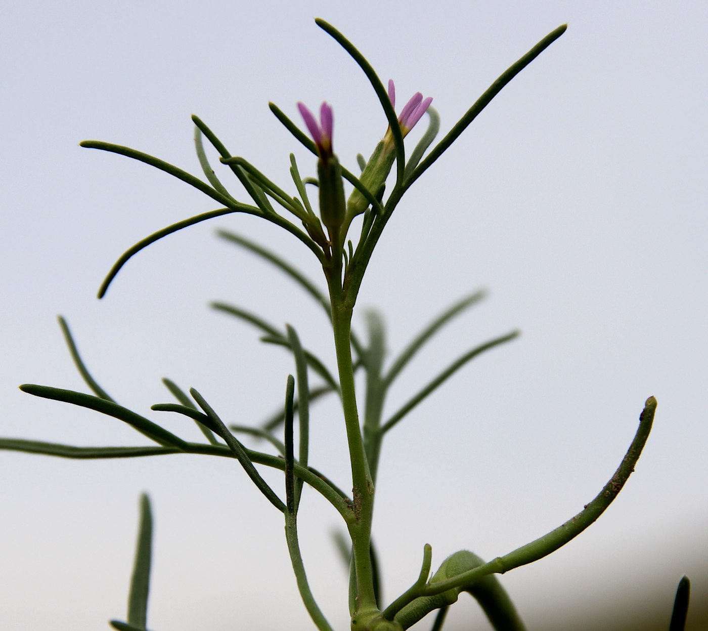 Image of Leptaleum filifolium specimen.