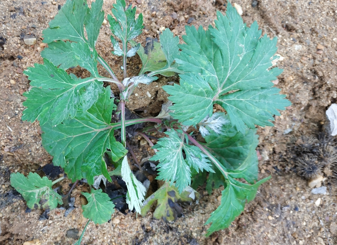 Изображение особи Artemisia vulgaris.