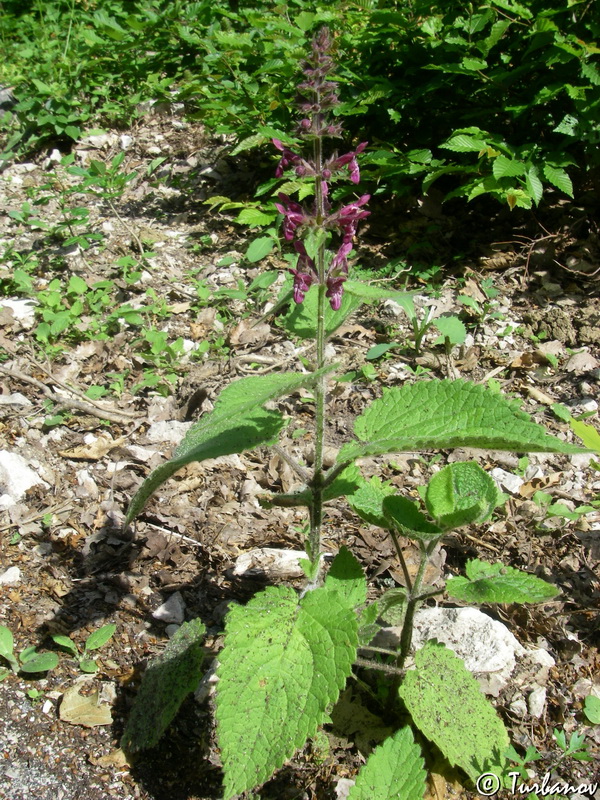 Image of Stachys sylvatica specimen.