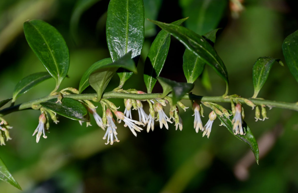 Изображение особи Sarcococca ruscifolia.