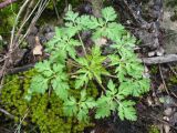 Смотреть изображение Geranium robertianum
