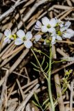 Смотреть изображение Cardamine pratensis