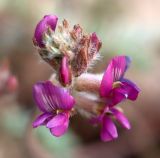 View gallery of subtaxa Image of specimen