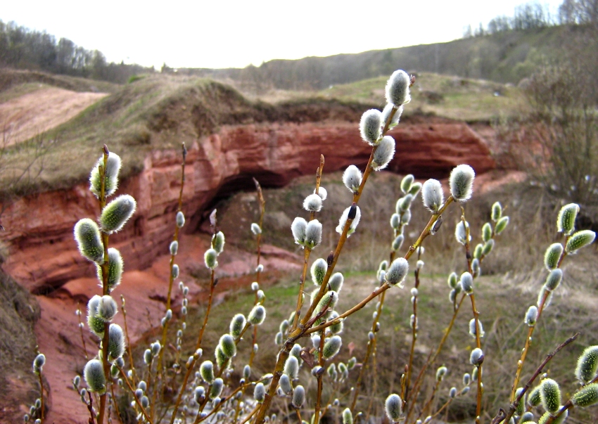 Image of Salix phylicifolia specimen.