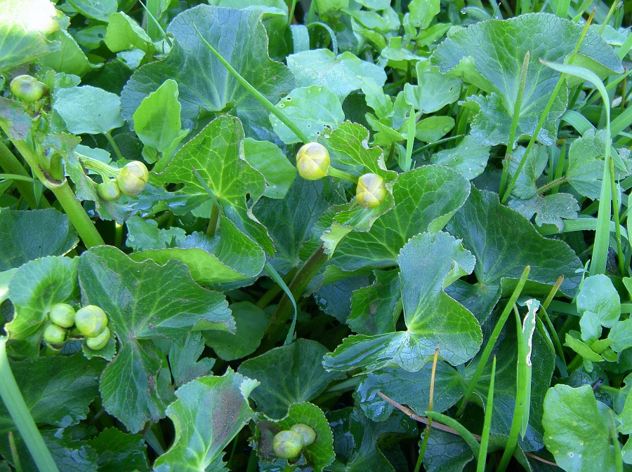 Image of Caltha palustris specimen.