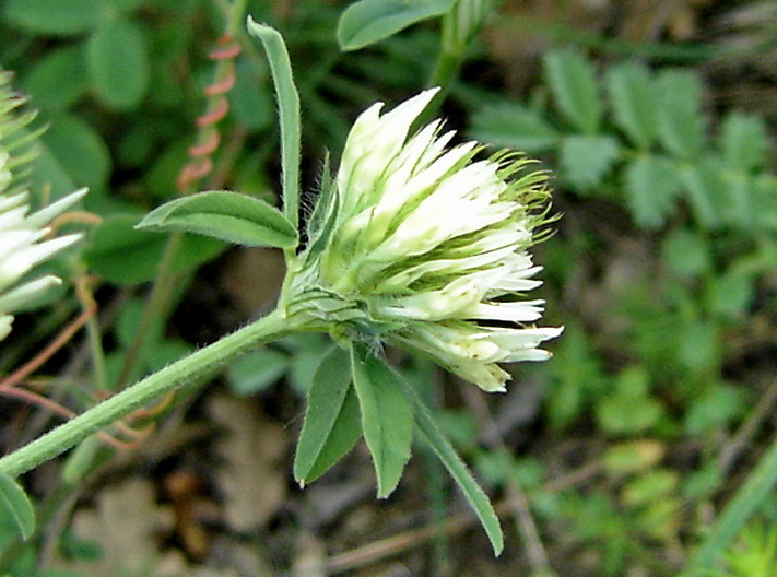 Image of Trifolium caucasicum specimen.