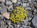 Смотреть изображение Draba fedtschenkoi