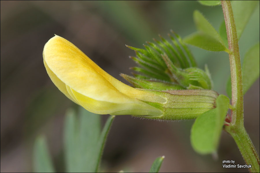 Изображение особи Vicia grandiflora.