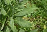 View full-size image Cynoglossum officinale