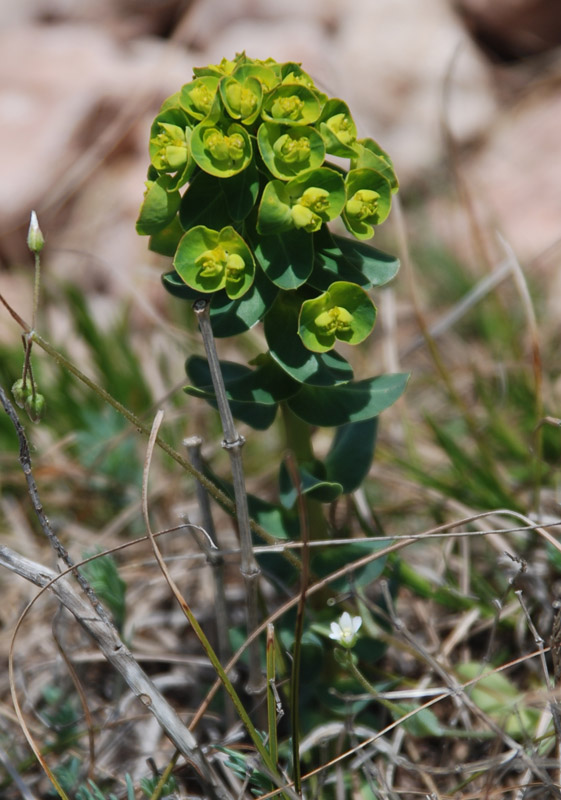 Image of Euphorbia agraria specimen.