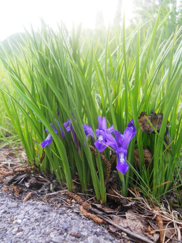 Image of Iris ruthenica specimen.