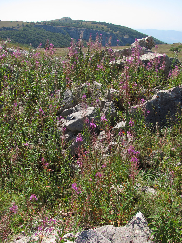 Image of Chamaenerion angustifolium specimen.