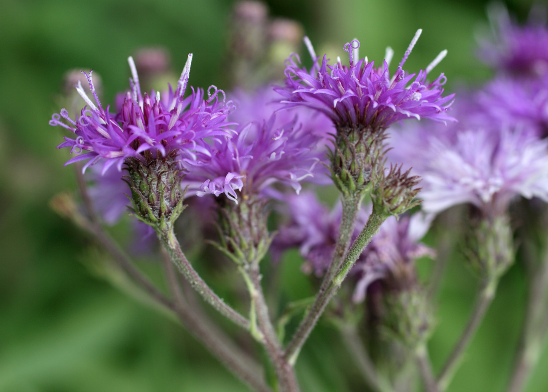 Image of Vernonia profuga specimen.