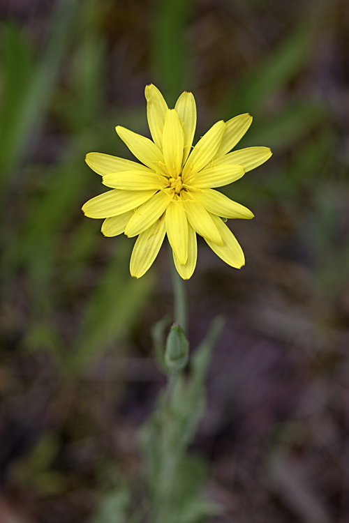 Image of Scorzonera tadshikorum specimen.