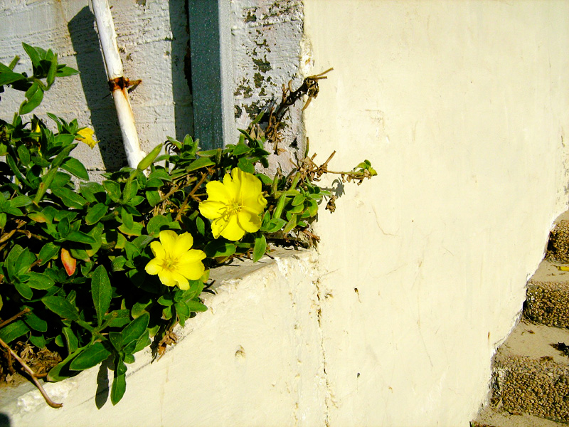 Image of Oenothera drummondii specimen.