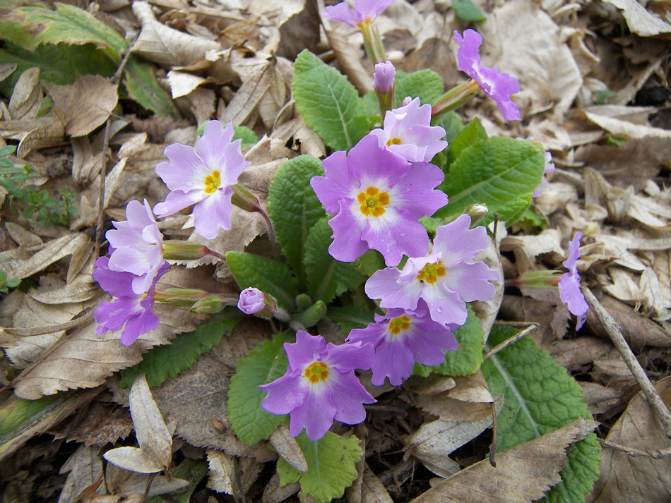 Image of Primula vulgaris specimen.