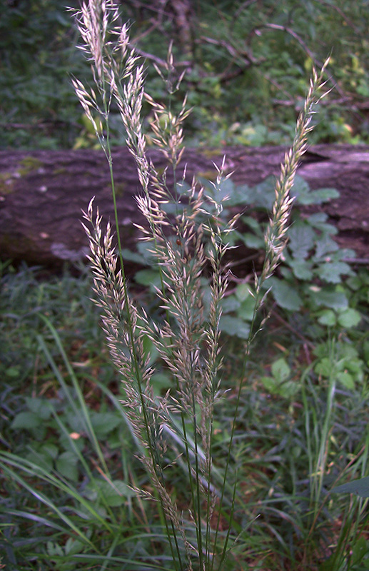 Image of Calamagrostis arundinacea specimen.