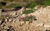 Trifolium blancheanum